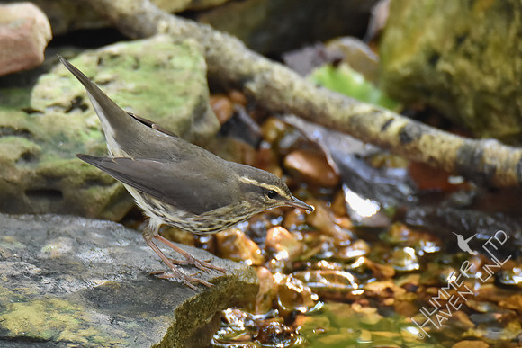 Northern Waterthrush 10-9-18