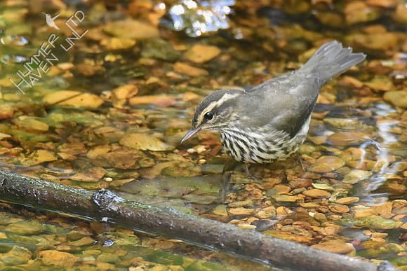 Northern Waterthrush 10-9-18