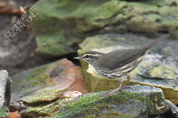 Northern Waterthrush 10-9-18