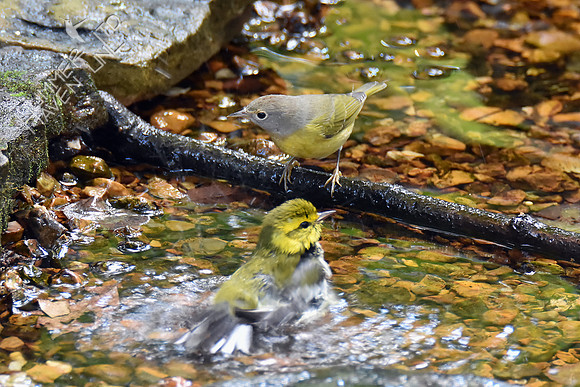 Black-throated Green and Nashville Warblers 10-9-18