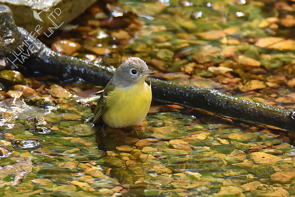 Nashville Warbler 10-9-18