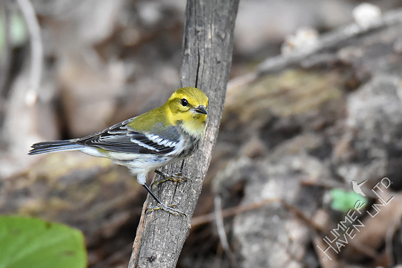 Black-throated Green Warbler 10-9-18
