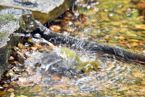 Black-throated Green Warbler 10-9-18