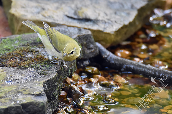 Tennessee Warbler 10-9-18