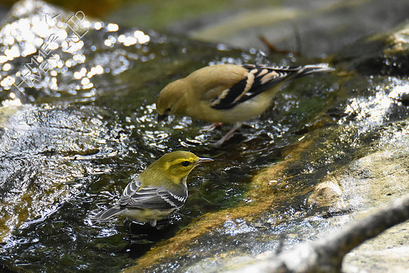 Black-throated Green Warbler and American Goldfinch 10-9-18