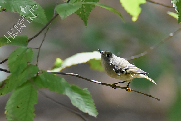 Ruby-crowned Kinglet 10-9-18