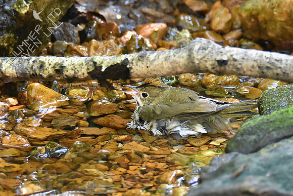 Ovenbird 10-9-18