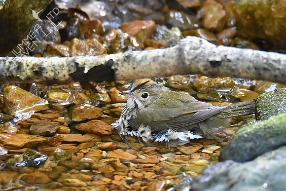 Ovenbird 10-9-18