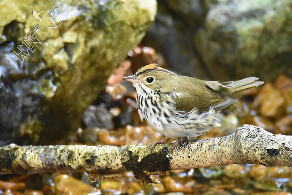 Ovenbird 10-9-18