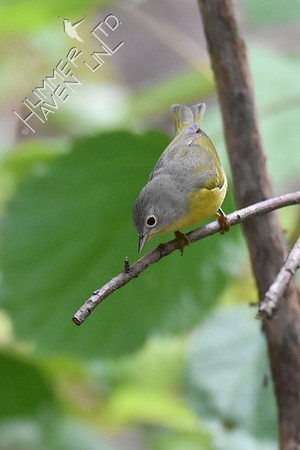 Nashville Warbler 10-9-18