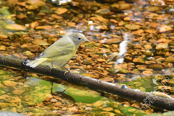 Nashville Warbler 10-9-18