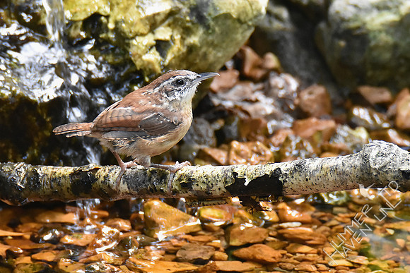 Carolina Wren 10-9-18