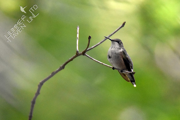Ruby-throated Hummingbird 10-10-18