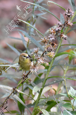 American Goldfinch on Eastern Blazingstar (Liatris scariosa) 10-10-18
