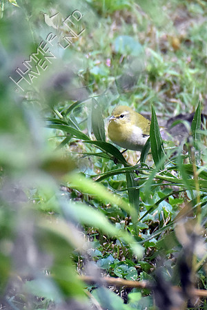 Tennessee Warbler on Eastern Blazingstar (Liatris scariosa) 10-10-18
