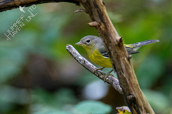 9-5-21 Magnolia Warbler