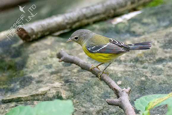 9-5-21 Magnolia Warbler