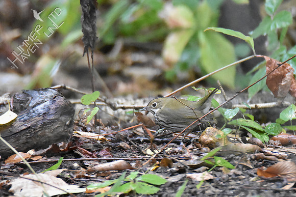 Ovenbird 10-12-18