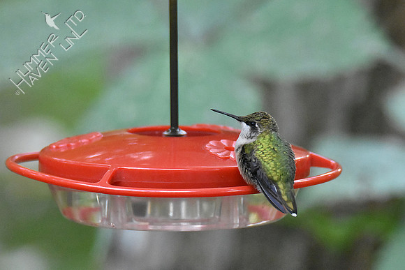 Ruby-throated Hummingbird 10-13-18