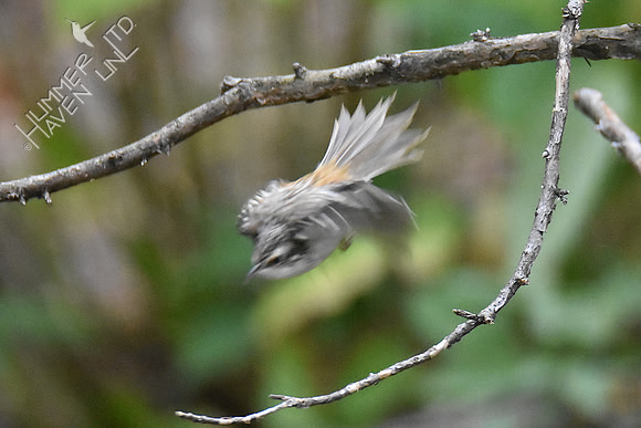 Brown Creeper 10-13-18