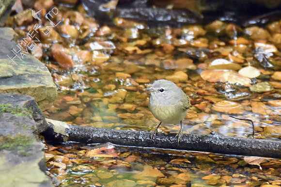 Orange-crowned Warbler 10-13-18