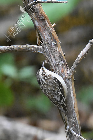 Brown Creeper 10-13-18