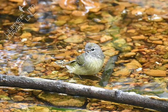 Orange-crowned Warbler 10-13-18