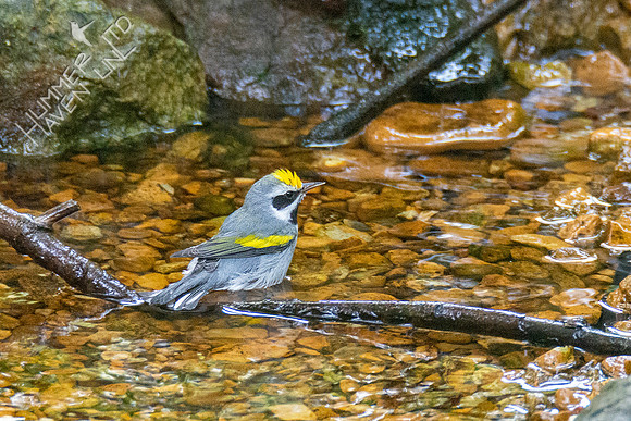 9-12-21 Golden-winged Warbler