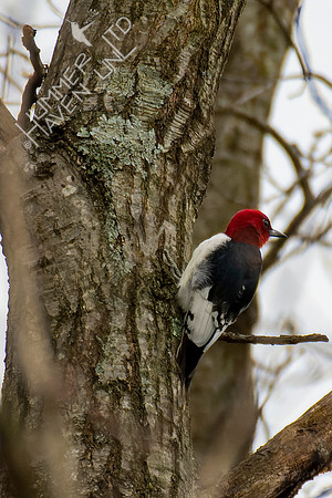 4-13-22 Red-headed Woodpecker juvenile, near adult plumage