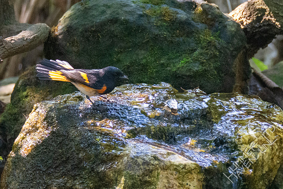9-13-21 American Redstart