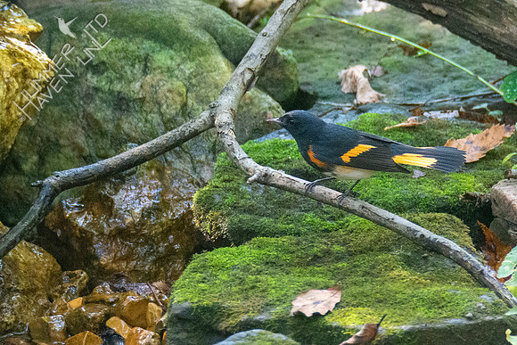 9-13-21 American Redstart