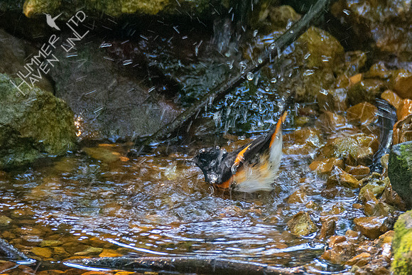 9-13-21 American Redstart