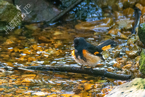 9-13-21 American Redstart