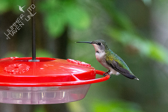 9-14-21 Ruby-throated Hummingbird
