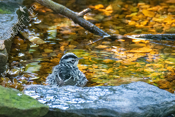 9-14-21 Black-and-white Warbler