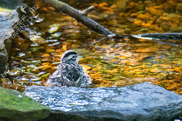 9-14-21 Black-and-white Warbler