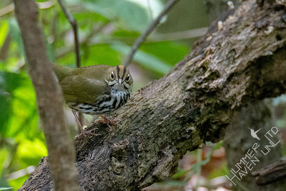 9-15-21 Ovenbird