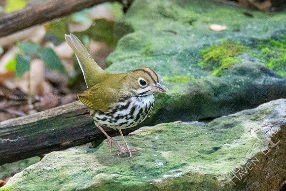 9-15-21 Ovenbird