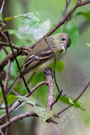9-15-21 Yellow-bellied Flycatcher