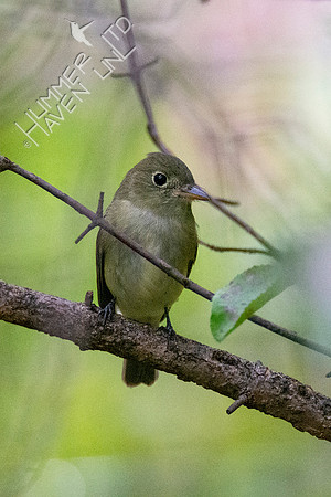 9-15-21 Yellow-bellied Flycatcher