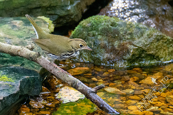 9-15-21 Ovenbird