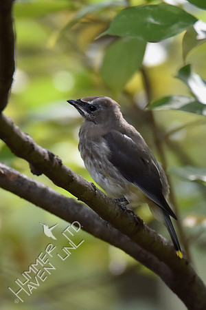 Cedar Waxwing juvenile 10-25-16