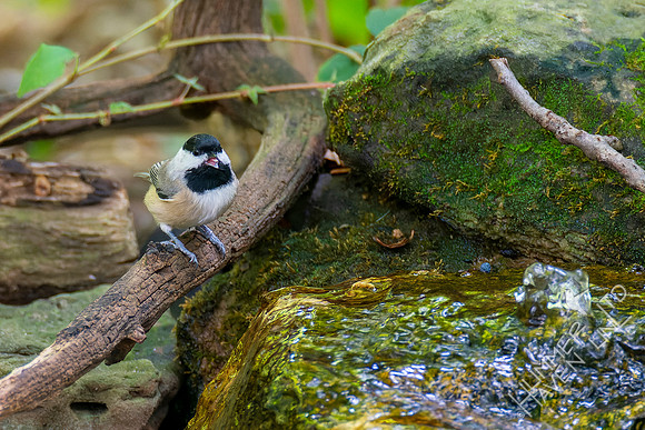 9-22-22 Carolina Chickadee