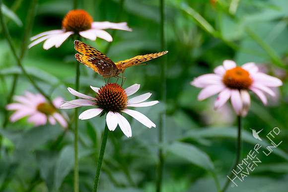 7-23-24 Great Spangled Fritillary