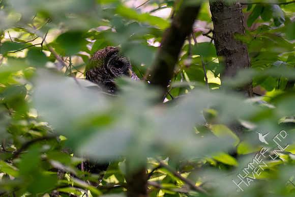 8-23-22 Barred Owlet