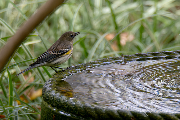 10-14-24 Yellow-rumped Warbler