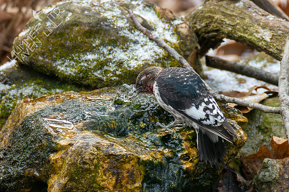 1-28-22 Red-headed Woodpecker
