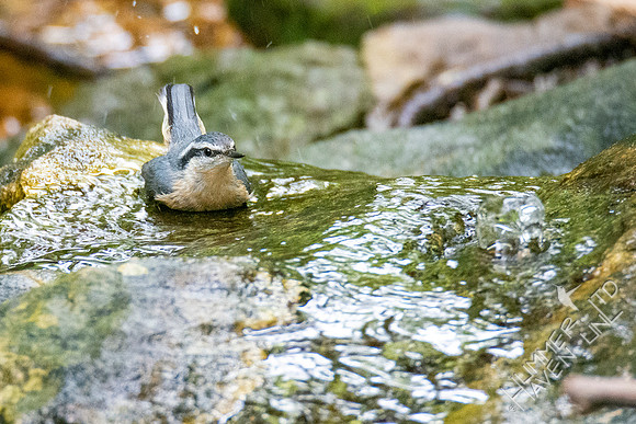 10-2-21 Red-breasted Nuthatch