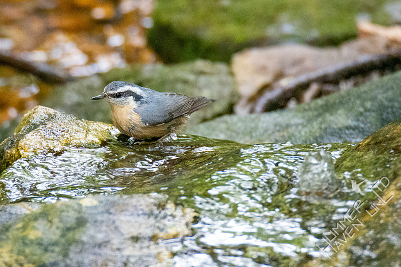10-2-21 Red-breasted Nuthatch