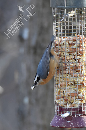 Red-breasted Nuthatch 1-3-19